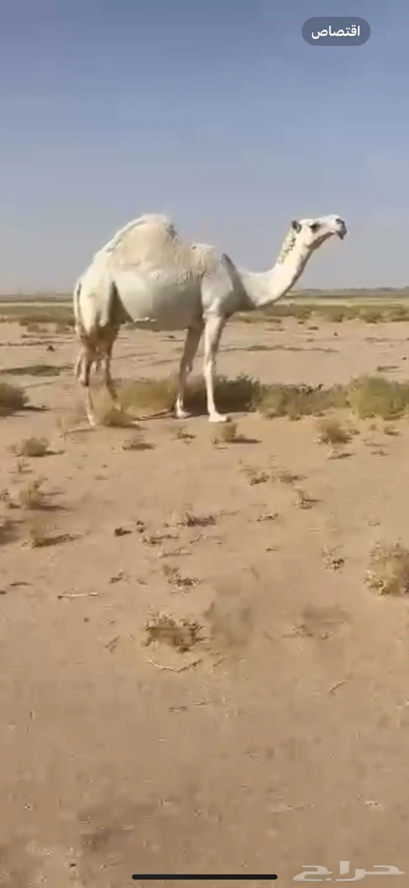 ناقه وضحا ميت ولدها 0