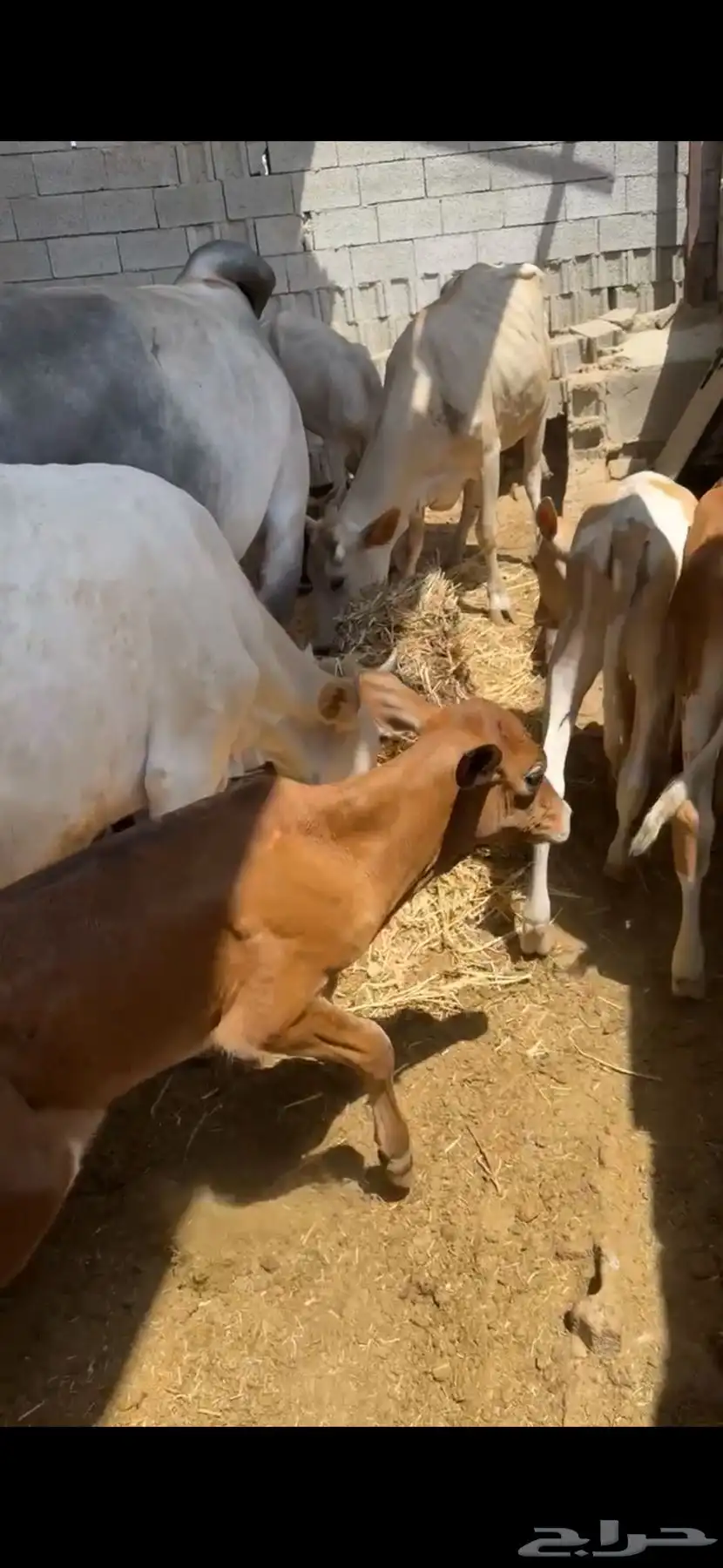 بقر للبيع 1