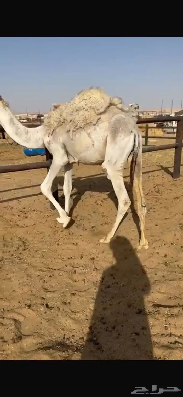 قعود مفرود طيب 2