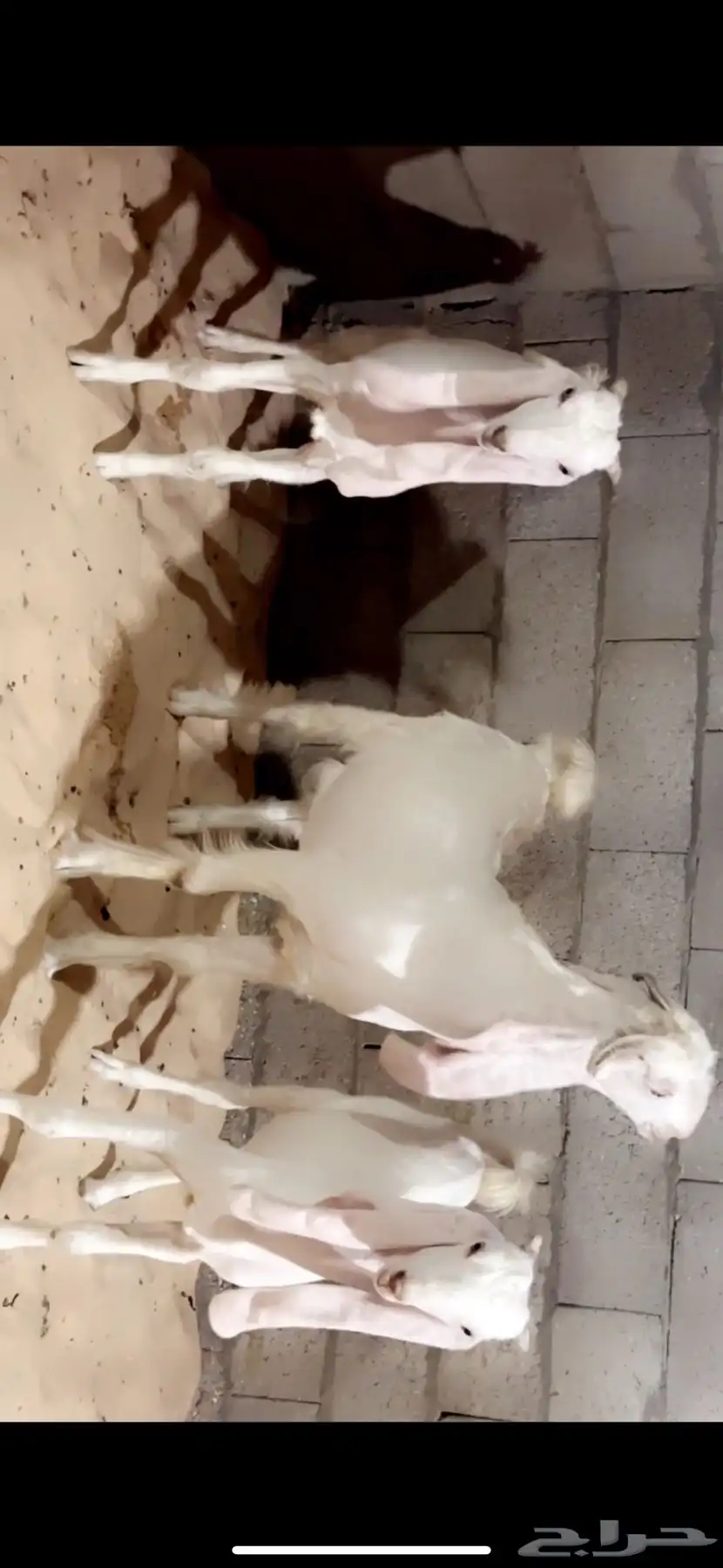عدد 3 تيوس برص 2