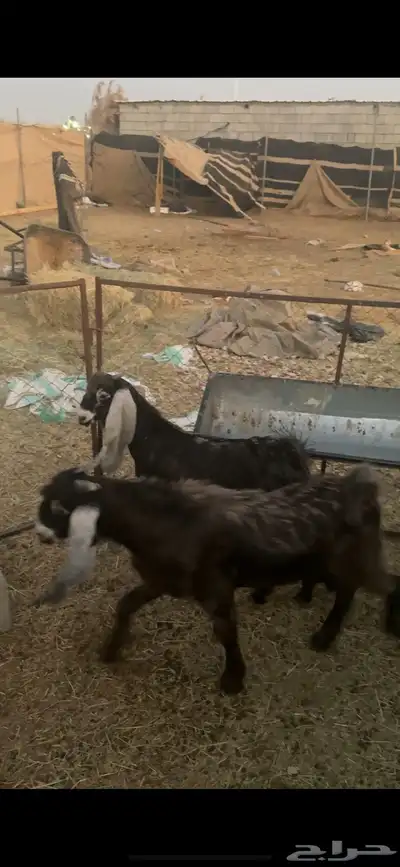 تيس طياب( تم الببيييع الله يبارك للجميع ) 1