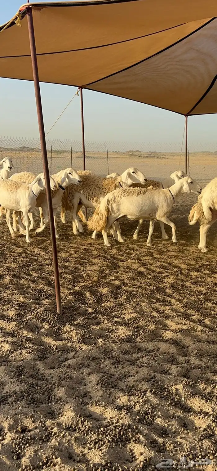 رخال حرش جروم دفيع 10