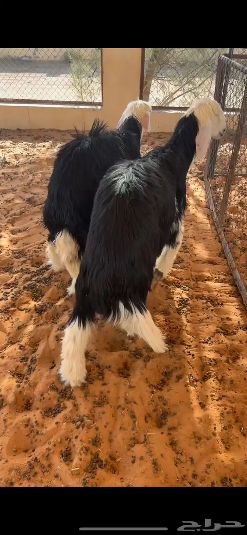 طليان نجد 0