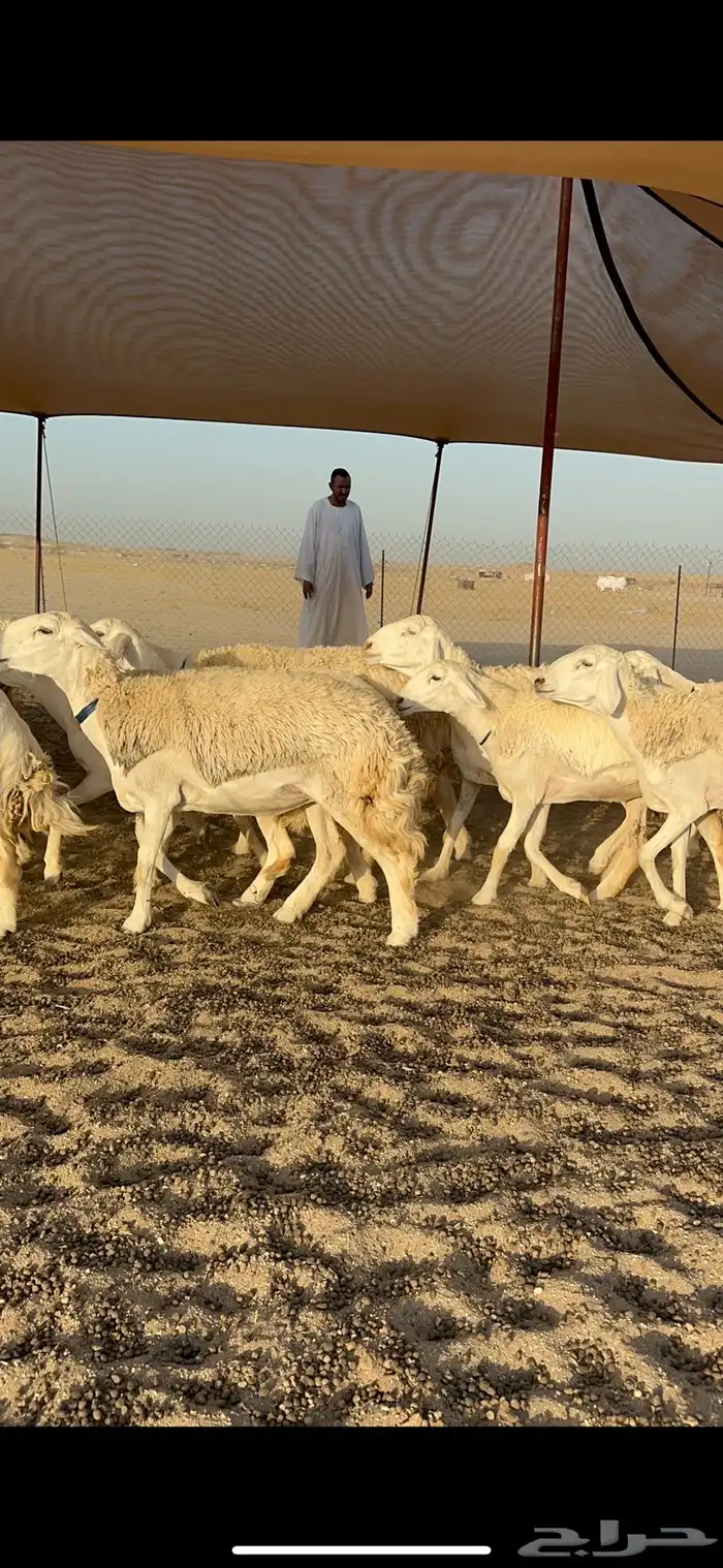 رخال حرش جروم دفيع 4