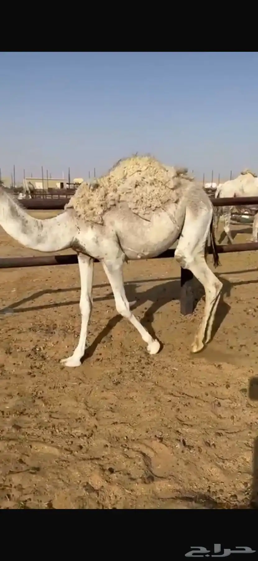 قعود مفرود طيب 1