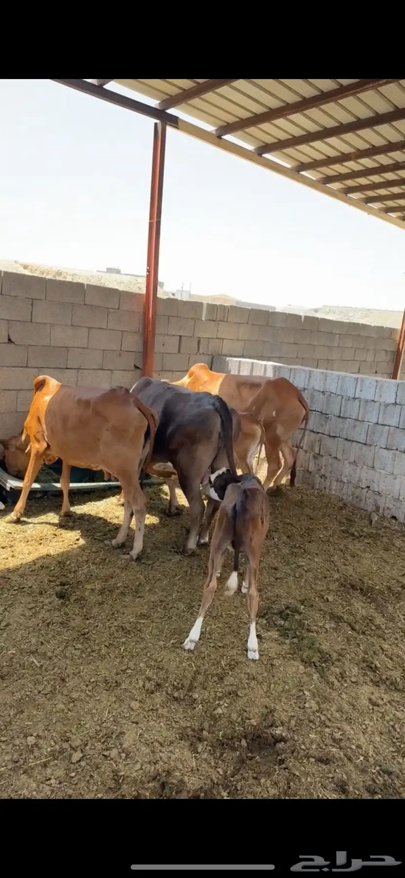 بقر للبيع 4