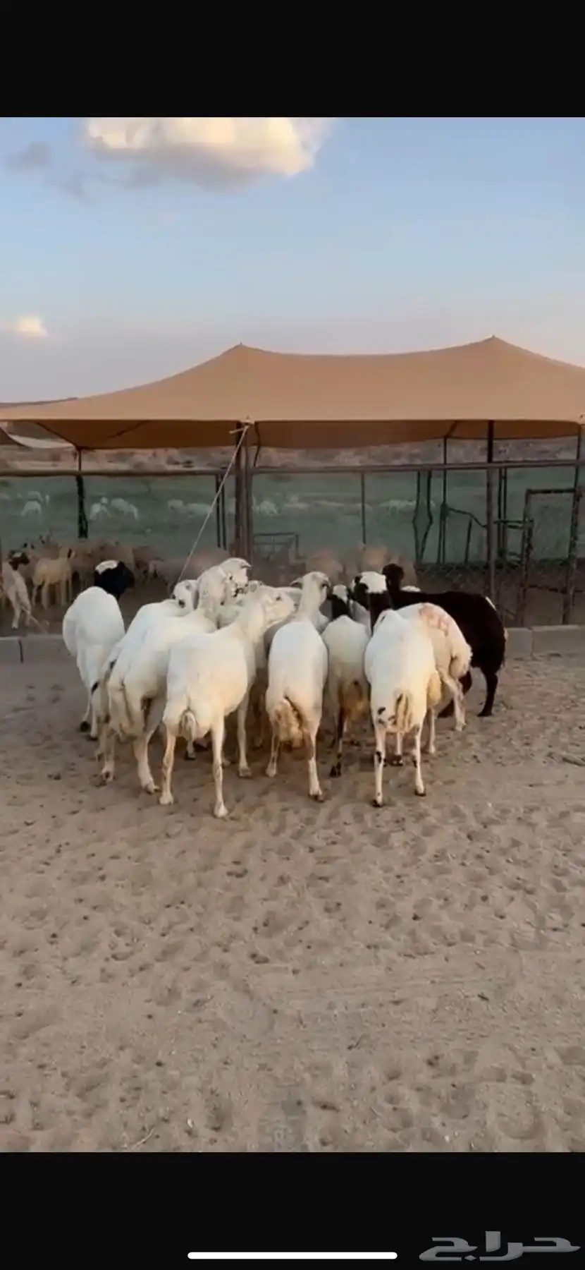 العدد 15 صمع بفحلها دفع 1