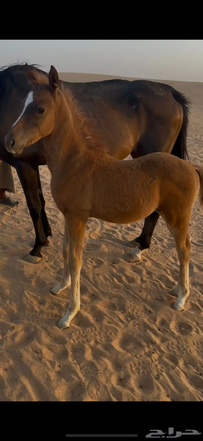 البيع حصان عمره 3 شهور 2