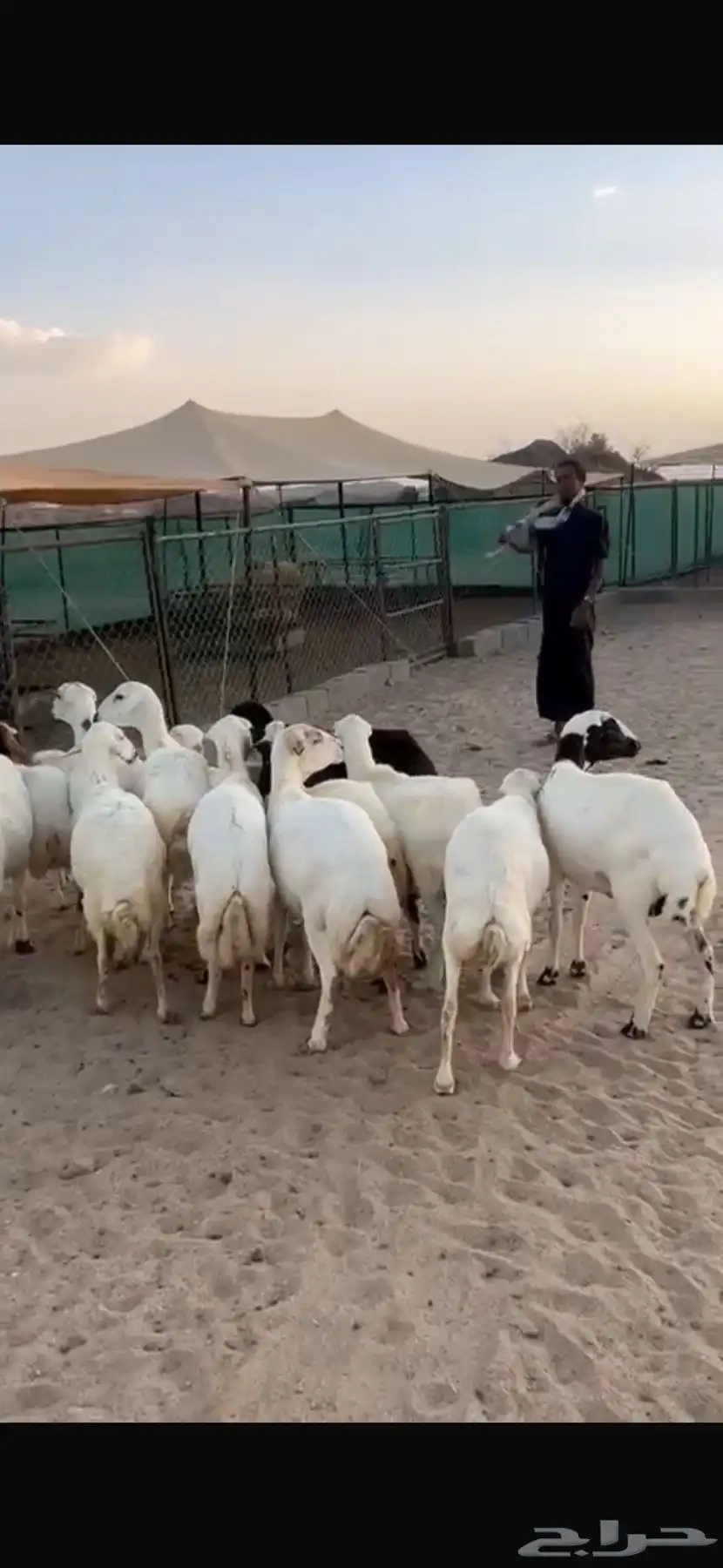 العدد 15 صمع بفحلها دفع 0