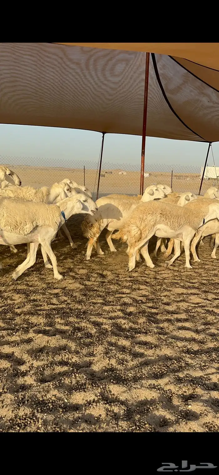 رخال حرش جروم دفيع 9
