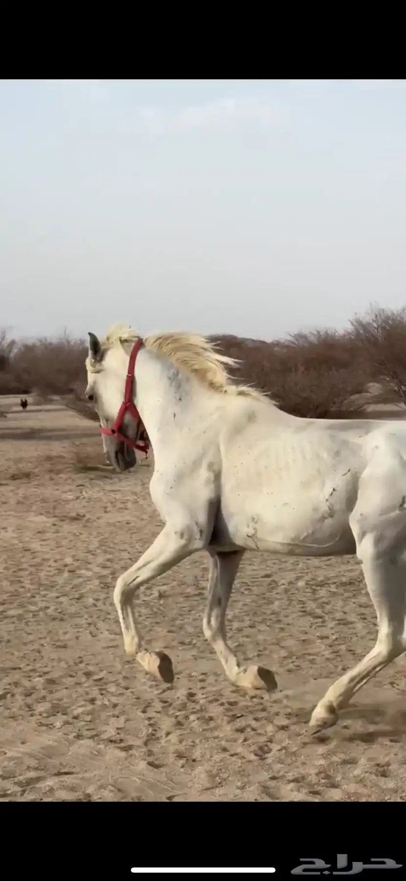خيل 0
