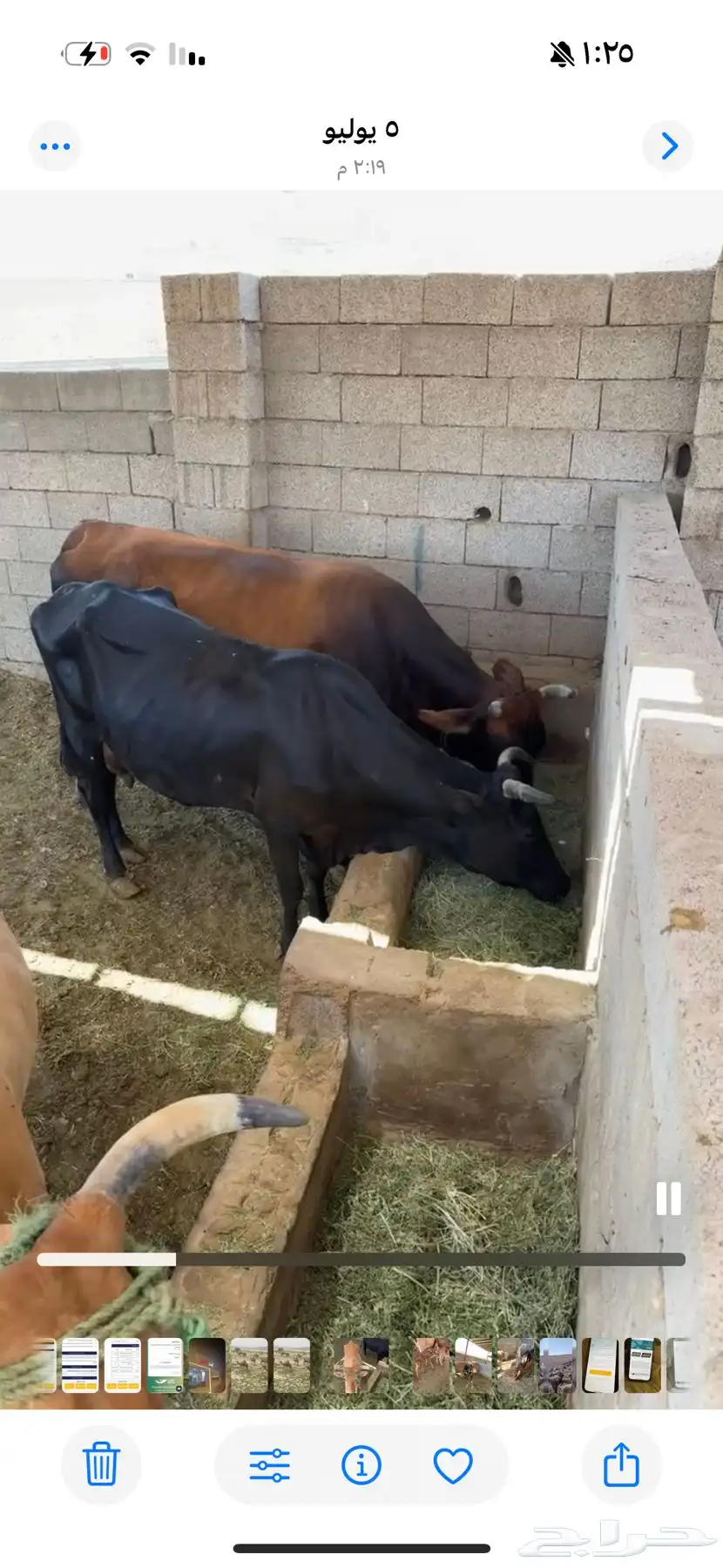بقر للبيع 3