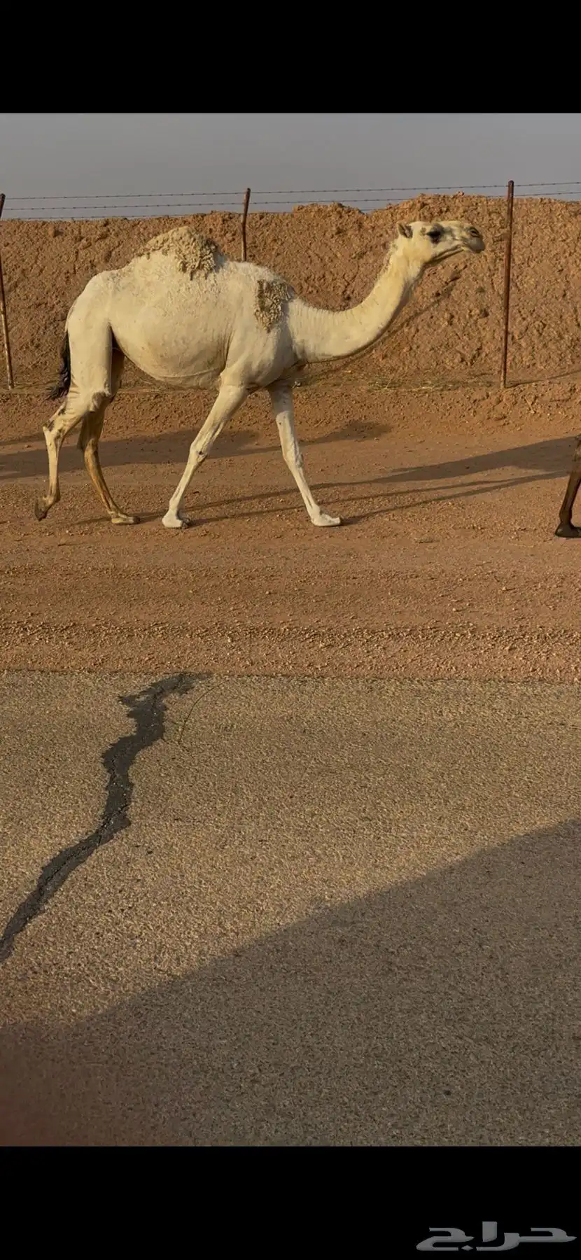 بكره جذعة 0
