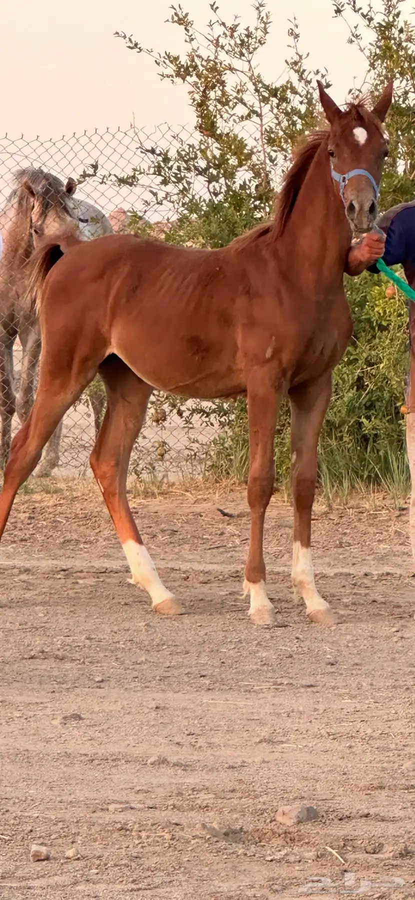 3 امهار واهو 2