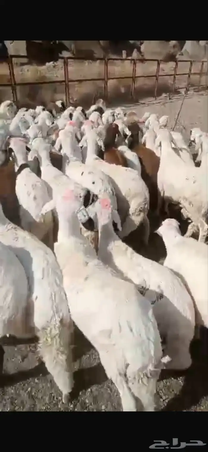 اعلان غنم بيض 2