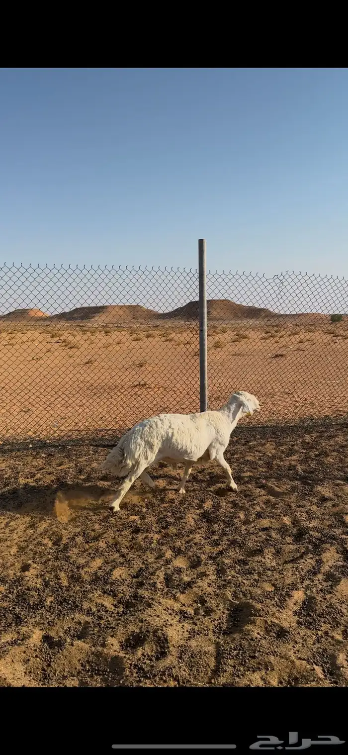 خروف حري مشروط سنه رباع انتاجه فاخر 0