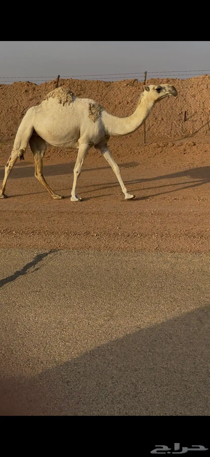 بكره جذعة 1