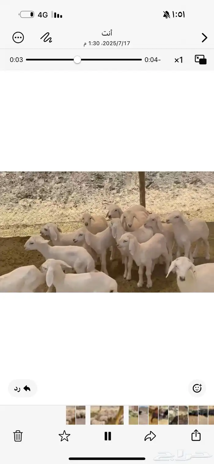 رخال صنف بفحول 2ولد 15 12