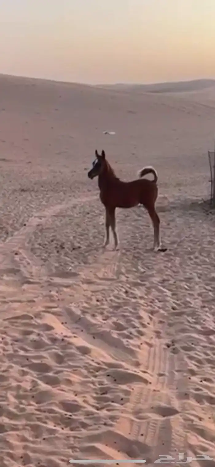 البيع حصان عمره 3 شهور 0