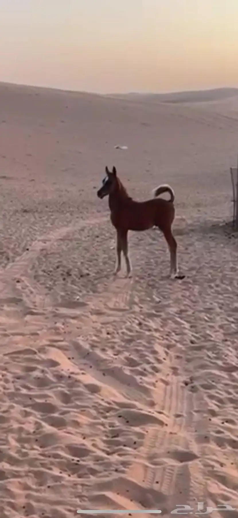 البيع حصان عمره 3 شهور 0