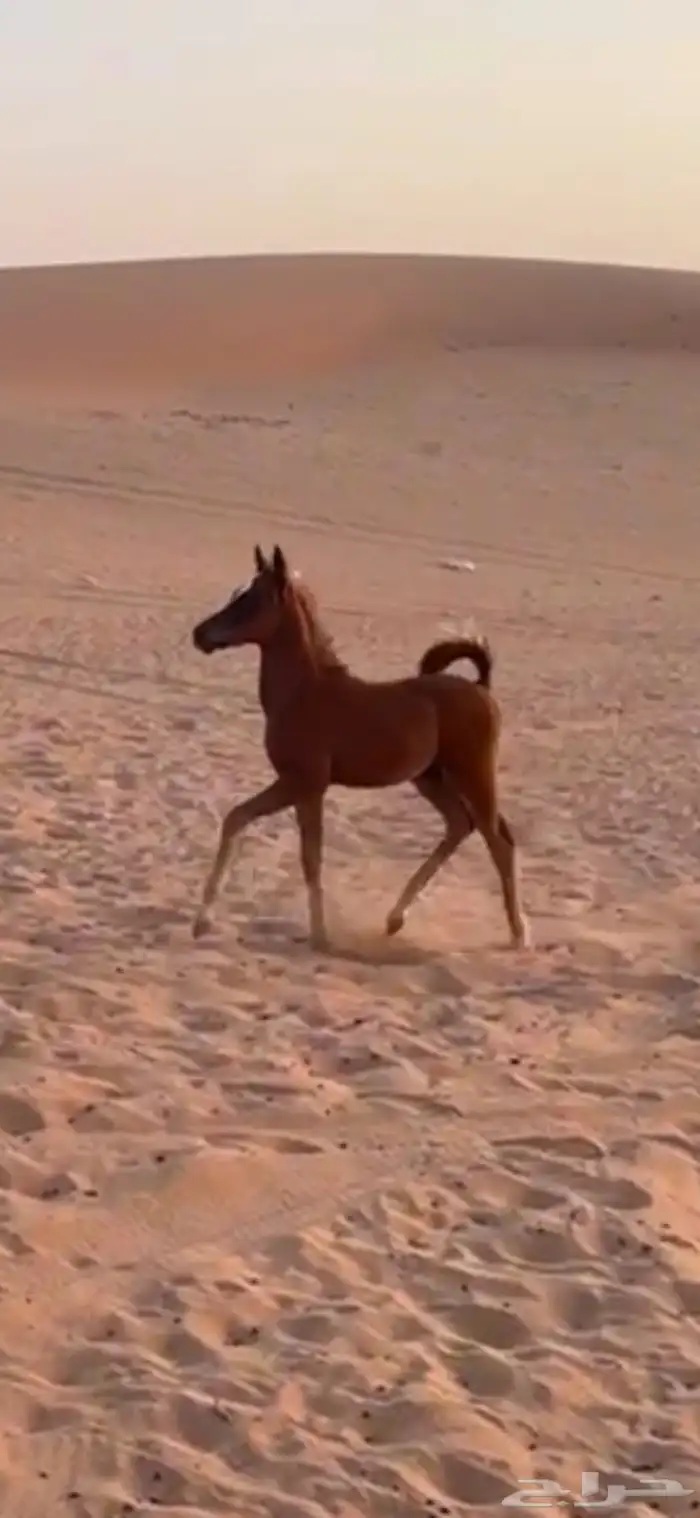 البيع حصان عمره 3 شهور 1