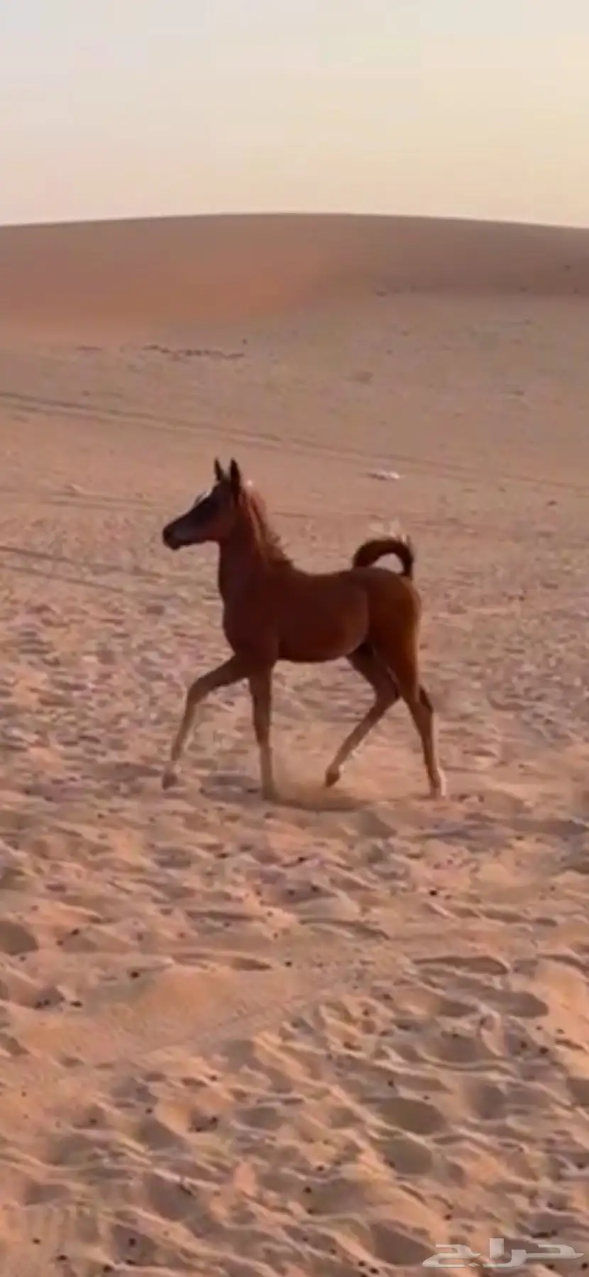 البيع حصان عمره 3 شهور 1