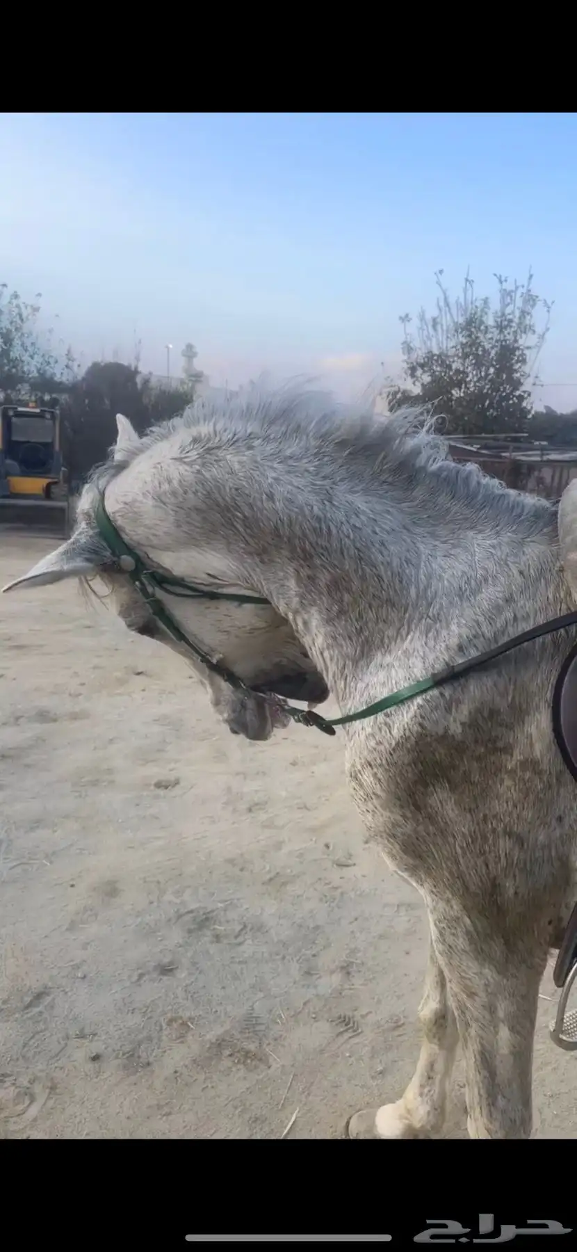 خيل جزيري جبر بالحيل 0