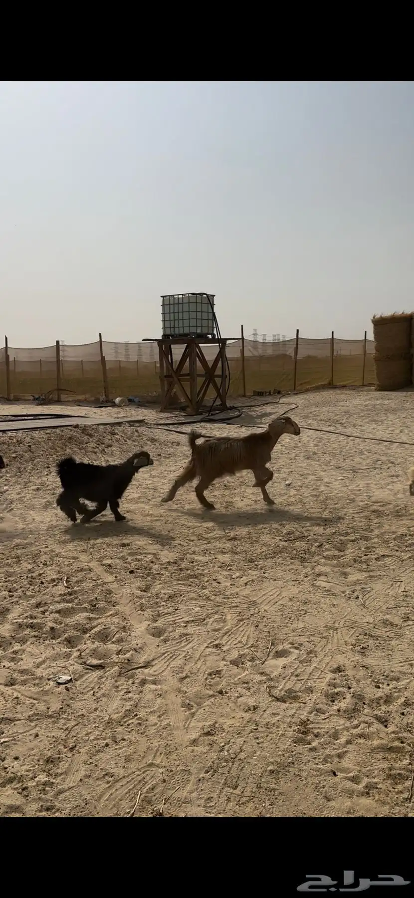 معزا عوارض طييبة اشباب للبيع 2