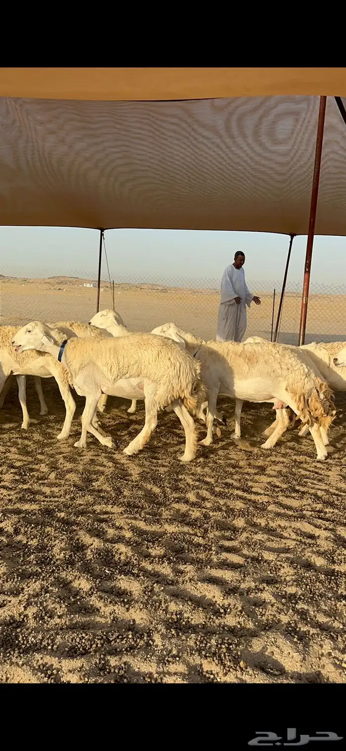 رخال حرش جروم دفيع 0