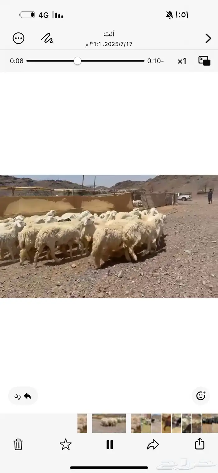 رخال صنف بفحول 2ولد 15 6