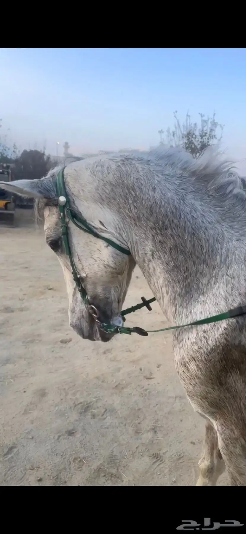 خيل جزيري جبر بالحيل 1