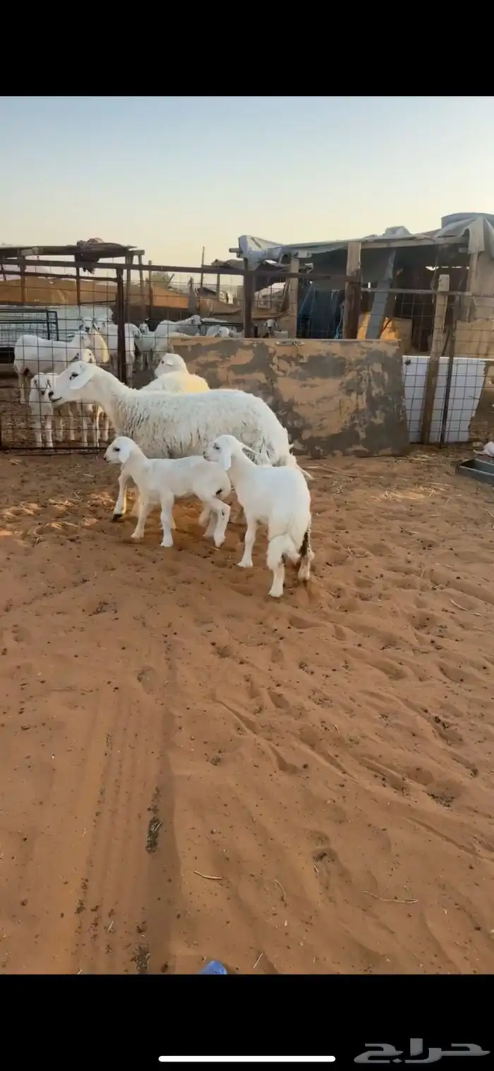 للبيع شاتين تحتها 2 1