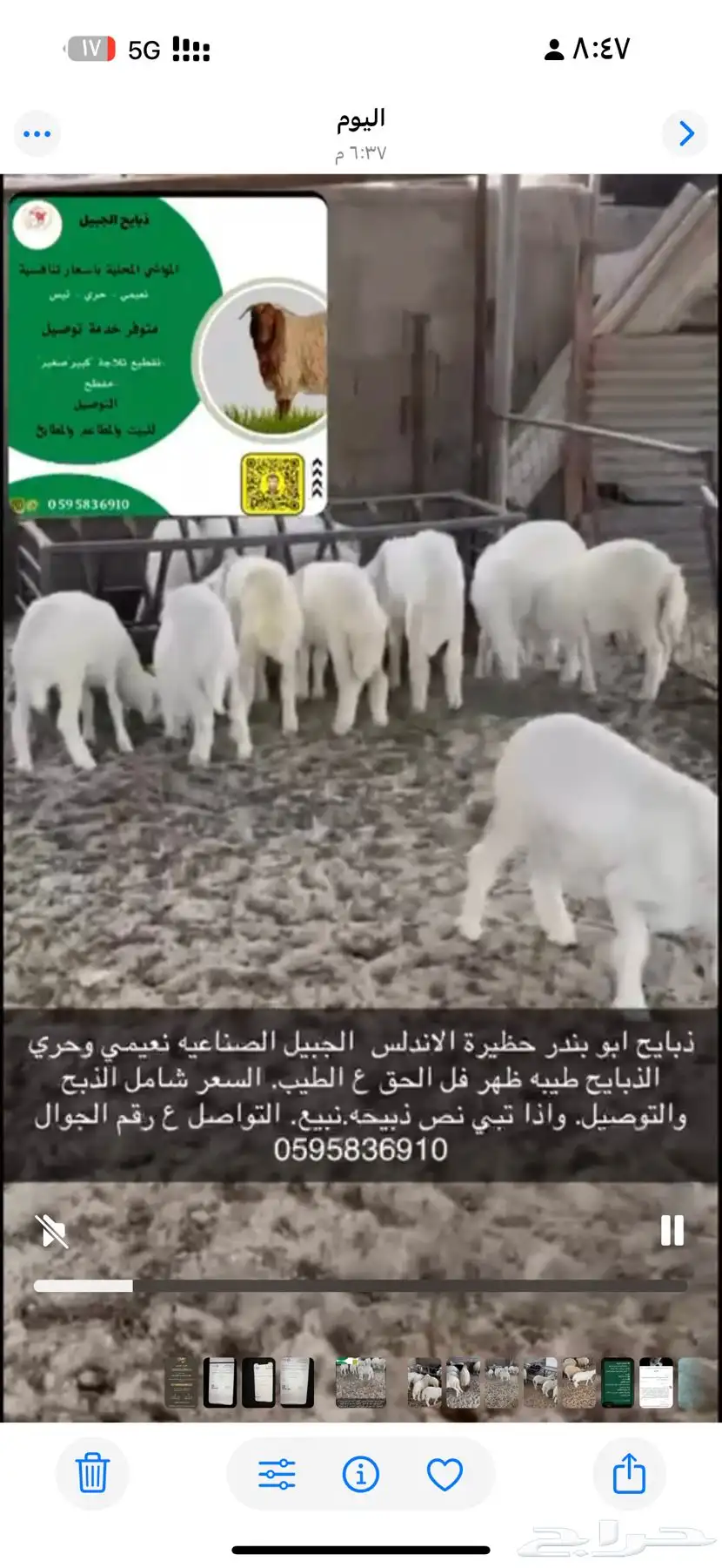 ذبيح ابو بندر 1