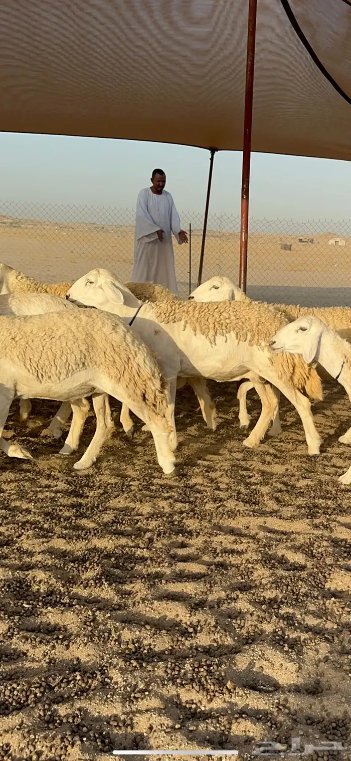 رخال حرش جروم دفيع 2