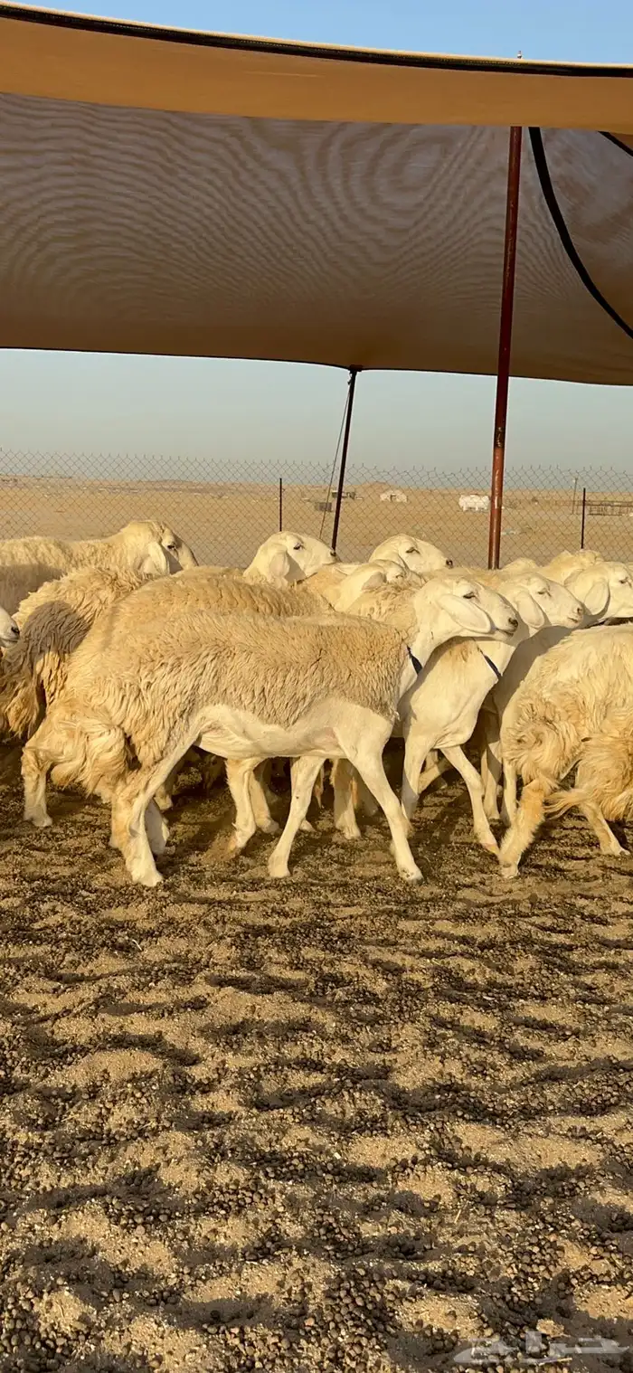 رخال حرش جروم دفيع 5