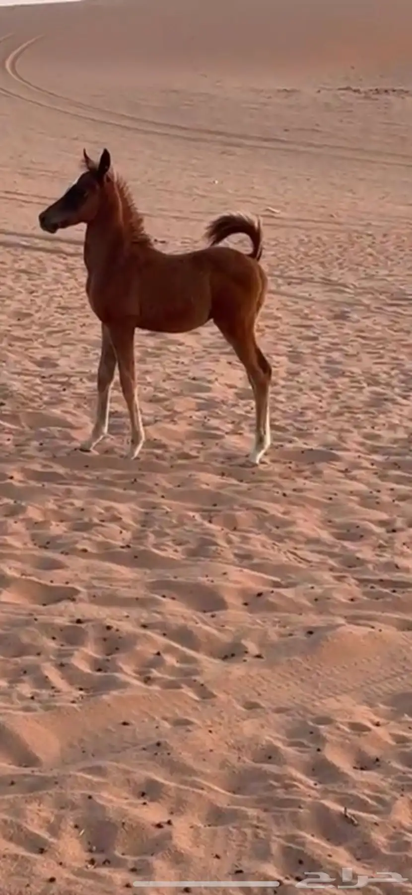 البيع حصان عمره 3 شهور 3
