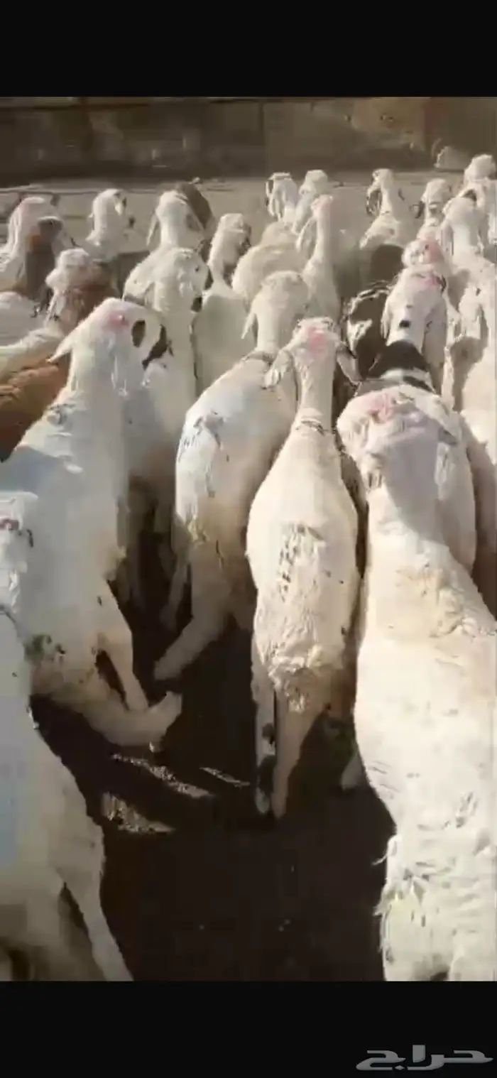 اعلان غنم بيض 1