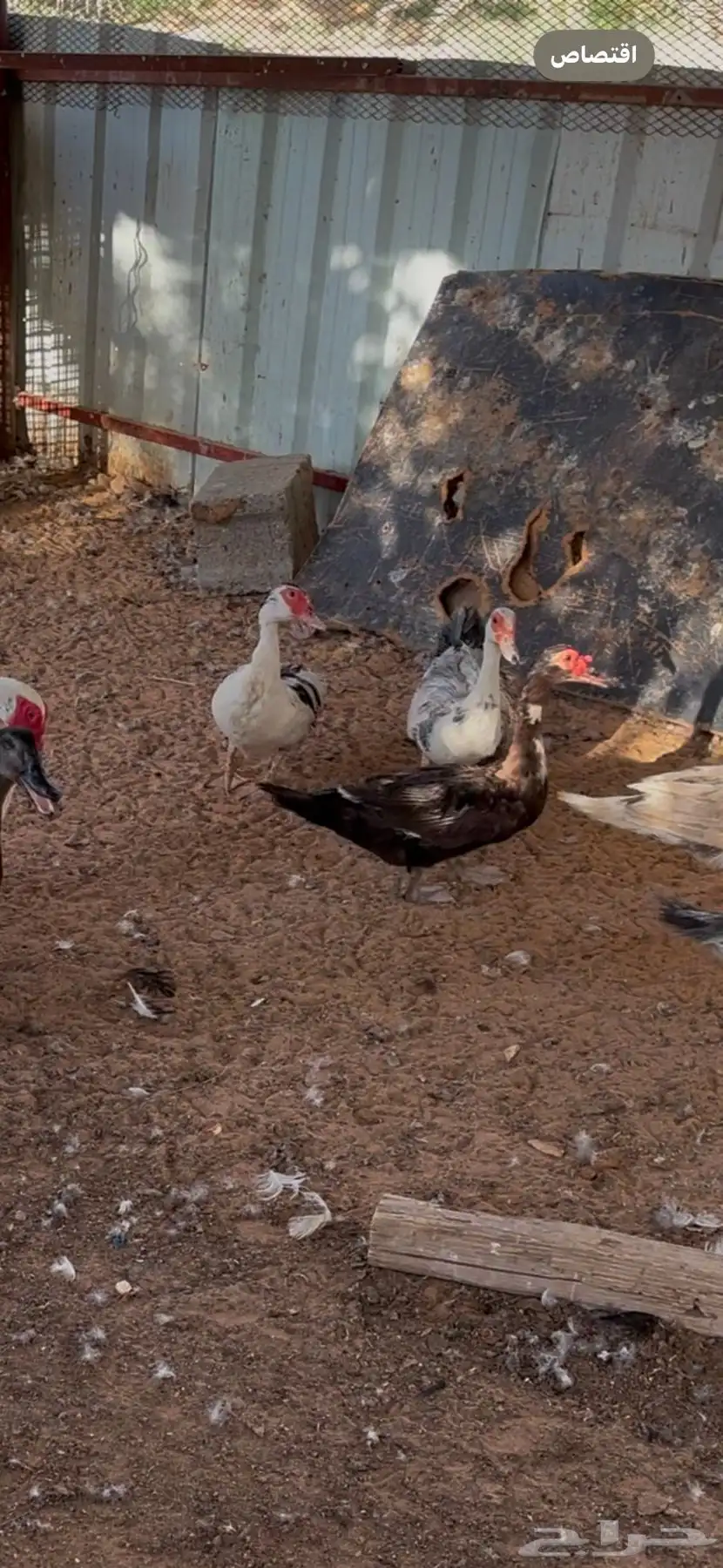 بط مسكوفي 1
