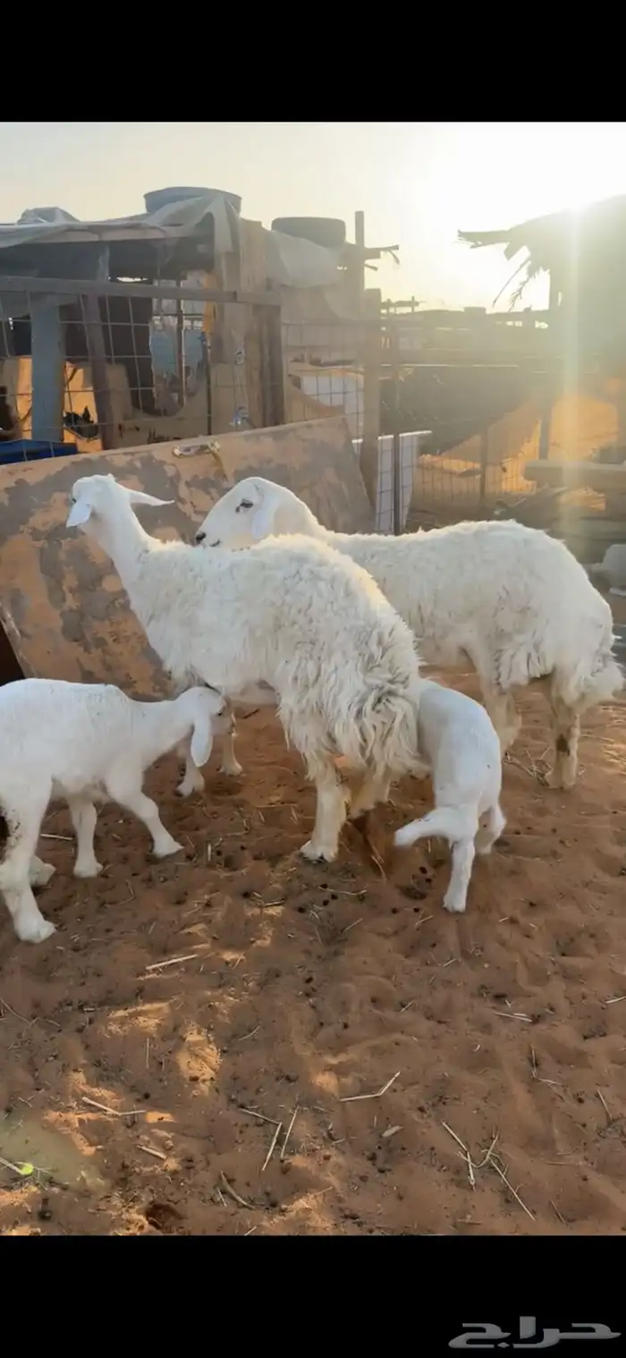 للبيع شاتين تحتها 2 2