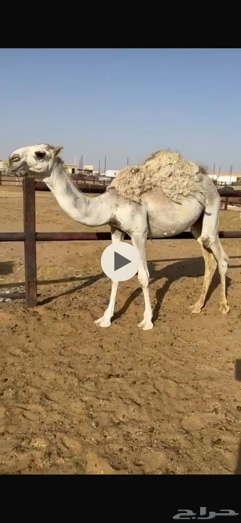 قعود مفرود طيب 0