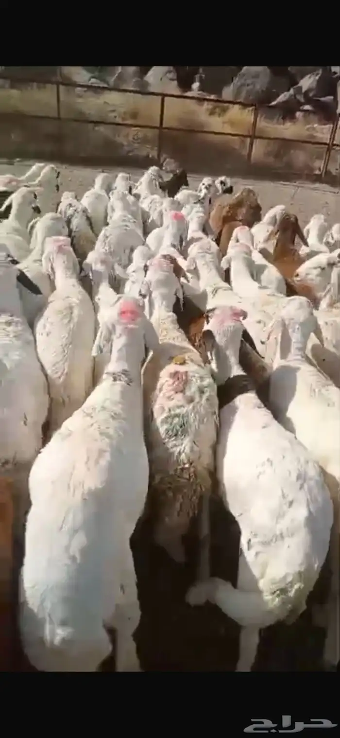 اعلان غنم بيض 0