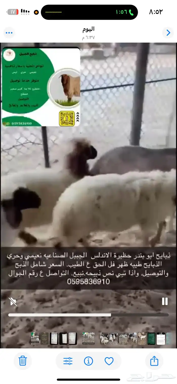 ذبيح ابو بندر 0