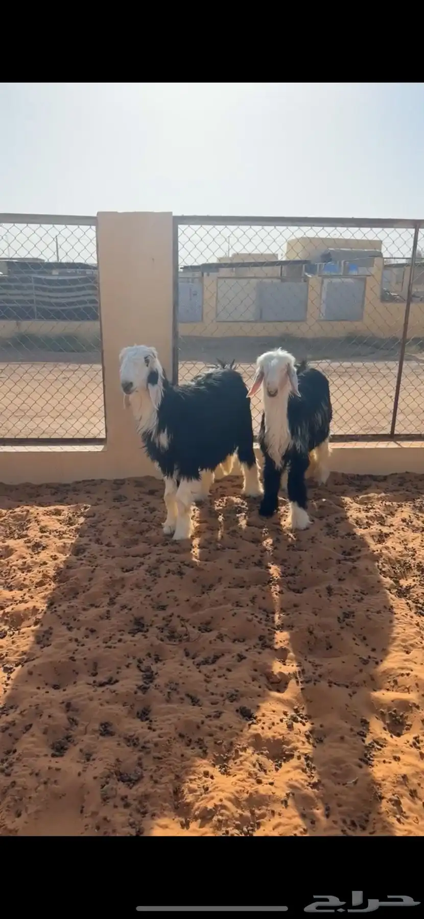 طليان نجد 2