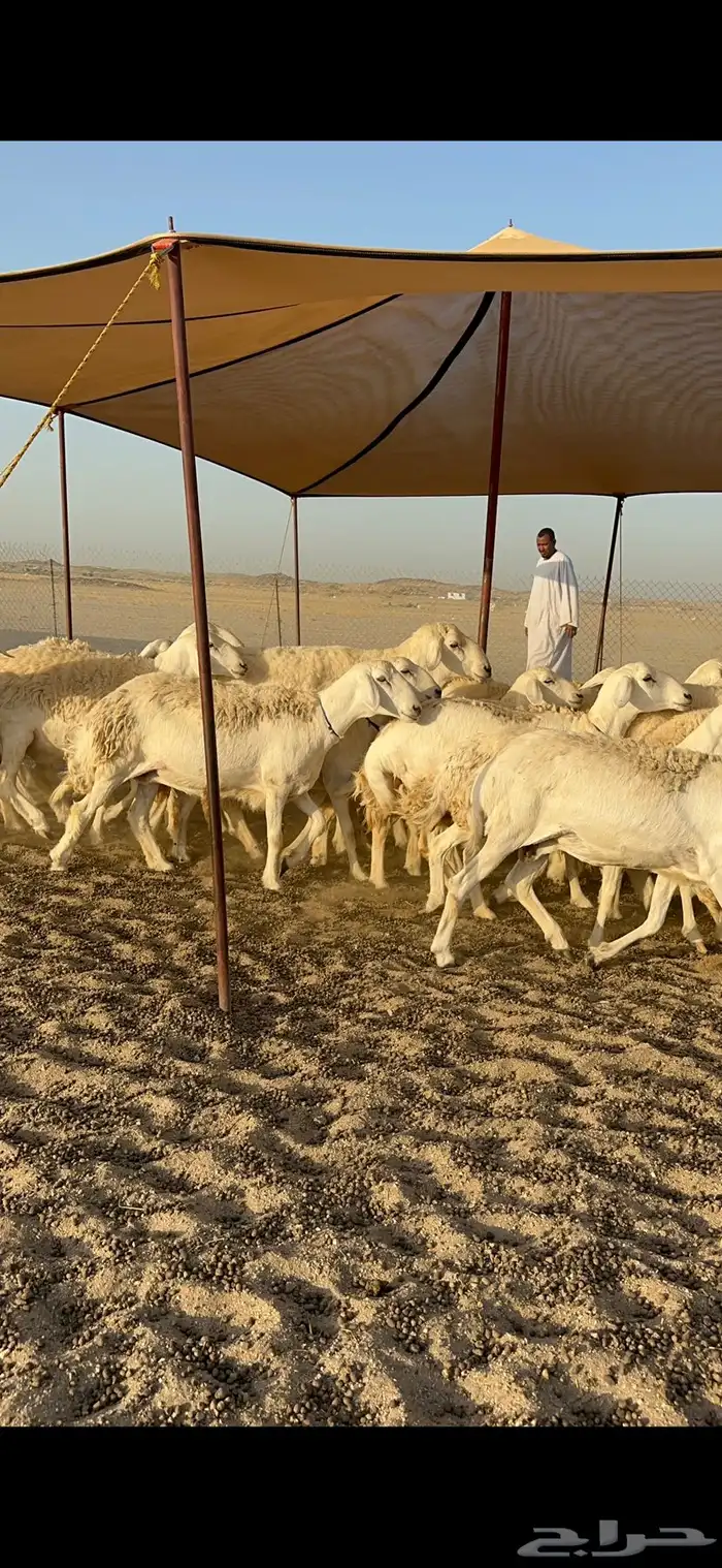 رخال حرش جروم دفيع 13