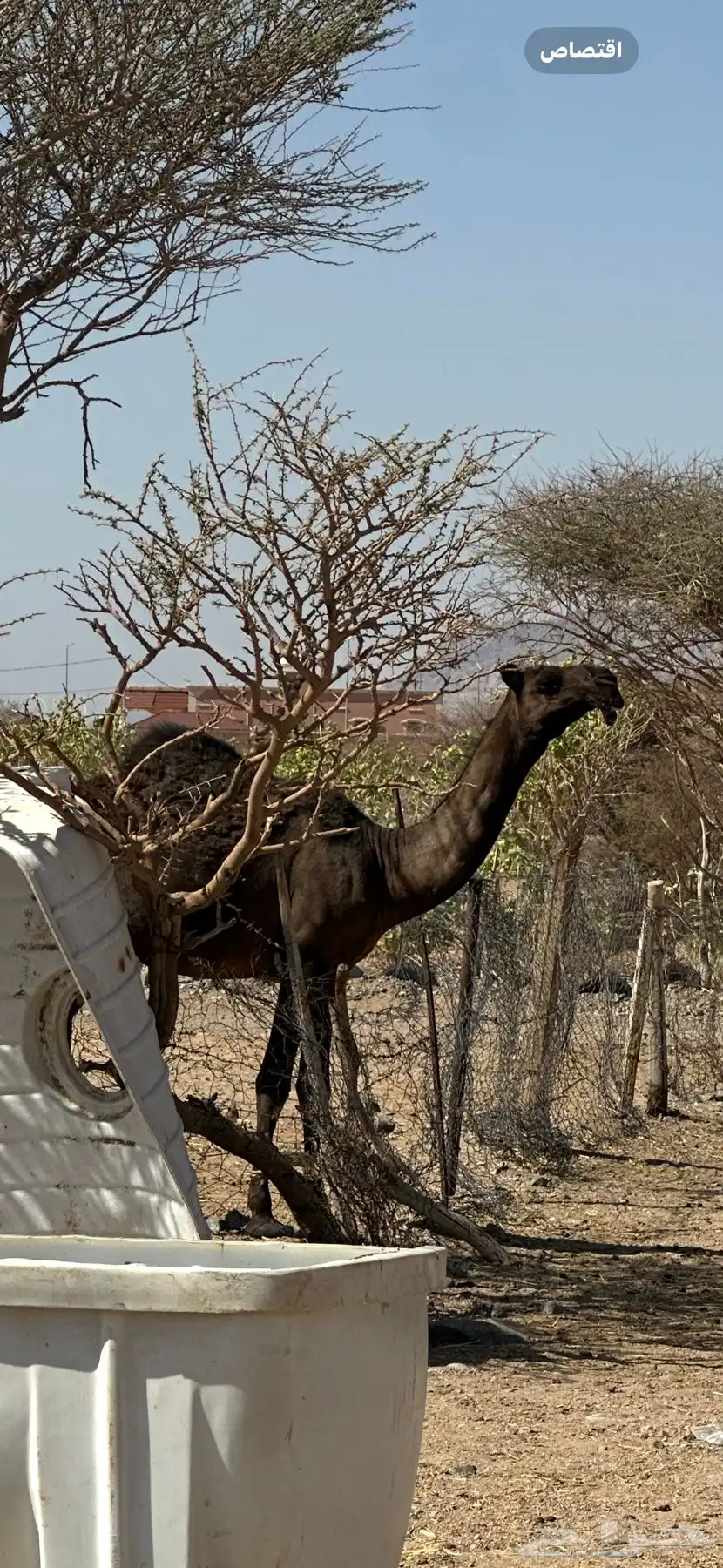 بكره طيبه 0