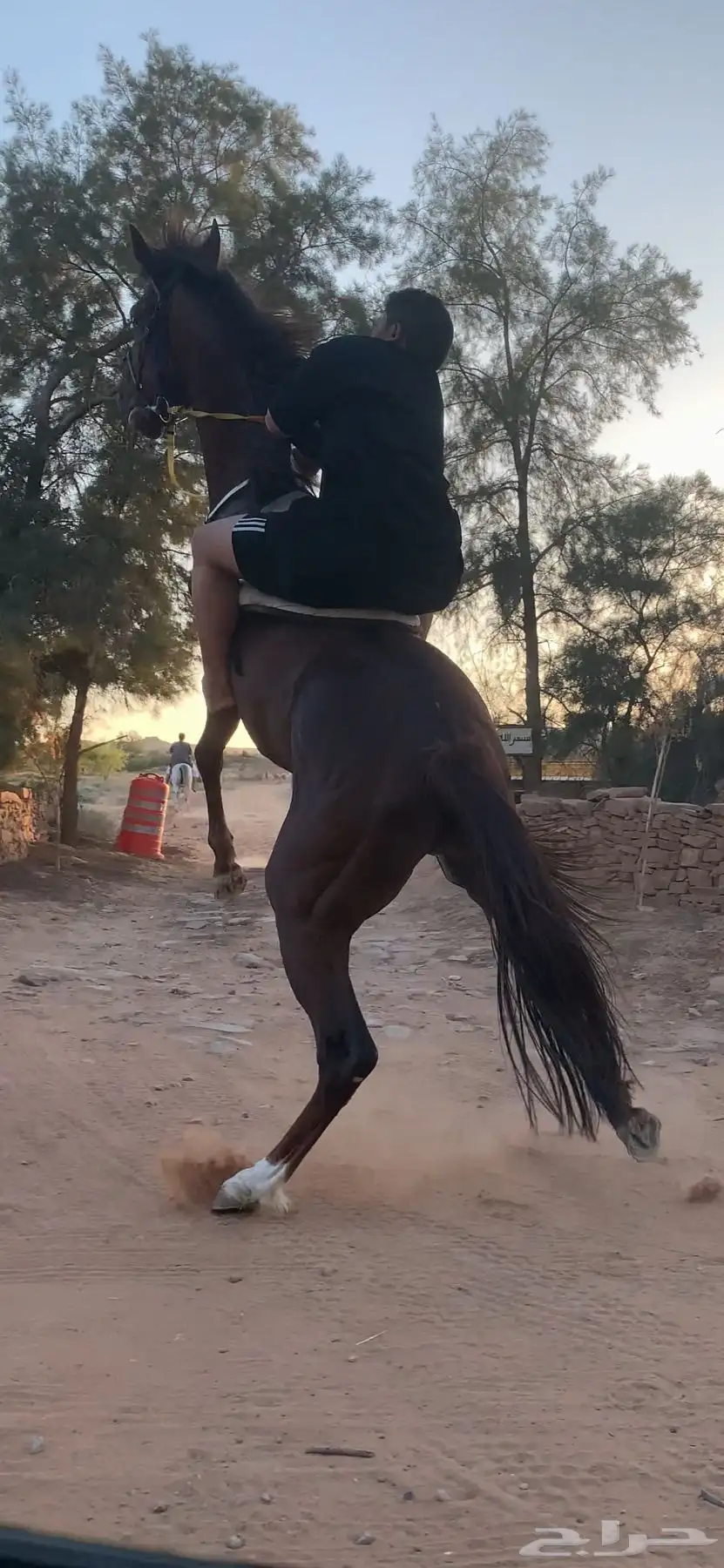 للبيع احصان سبوقق وشخصيه 5