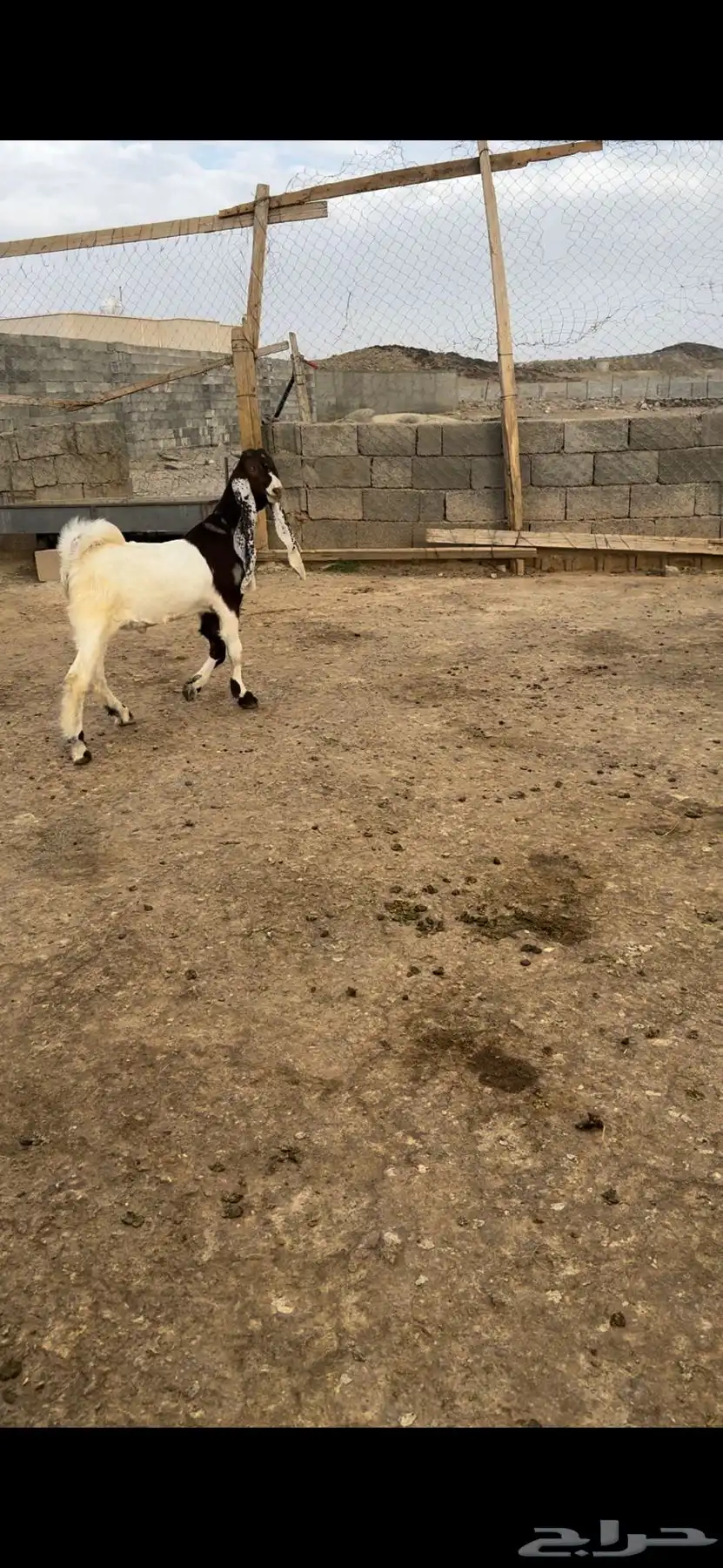 تيس هولندي 0