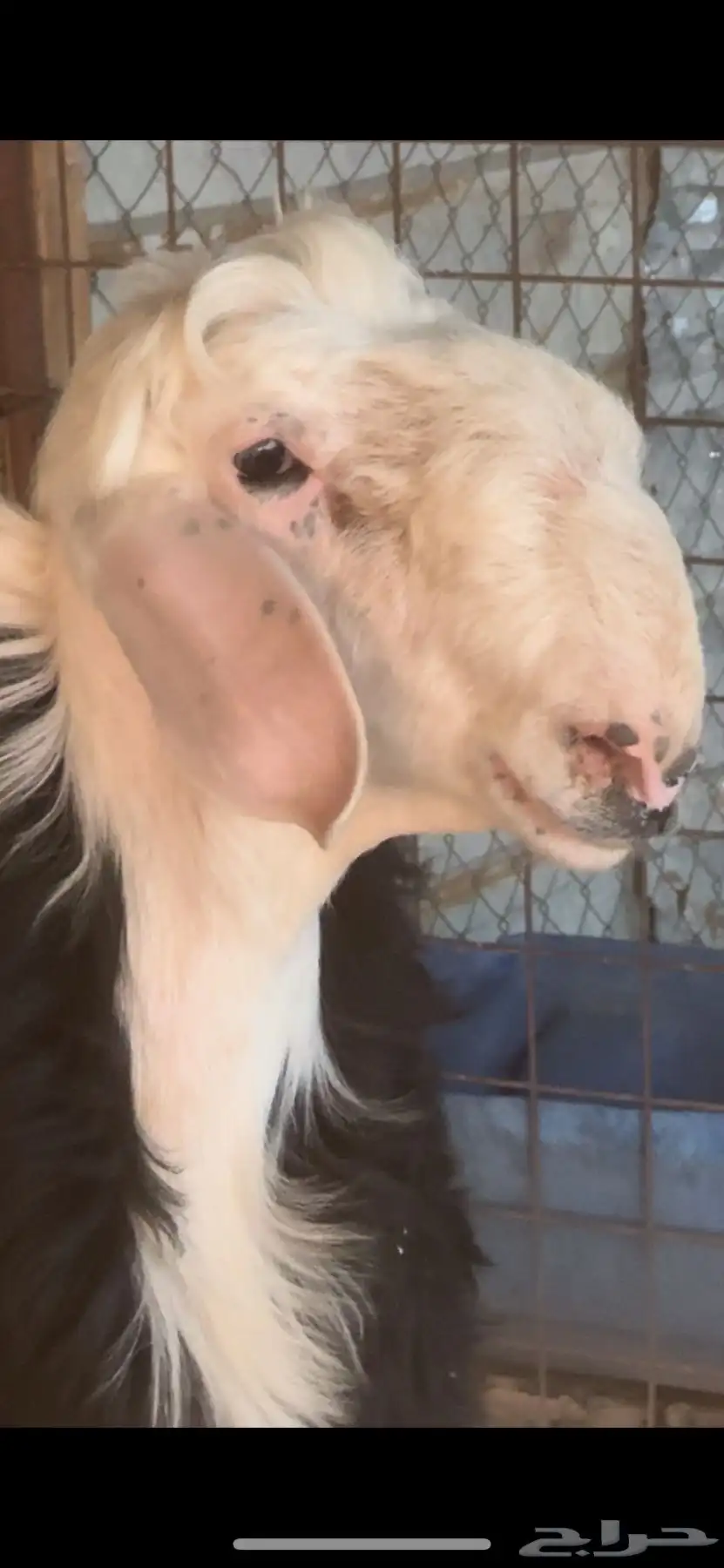 طلي نجدي جذع للبيع العمر 8شهور 1