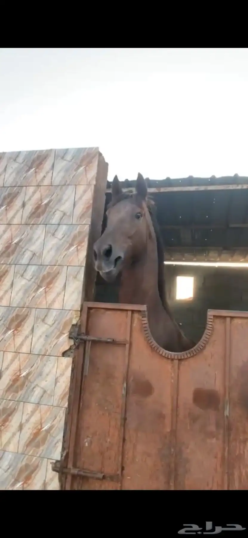 للبيع احصان سبوقق وشخصيه 4