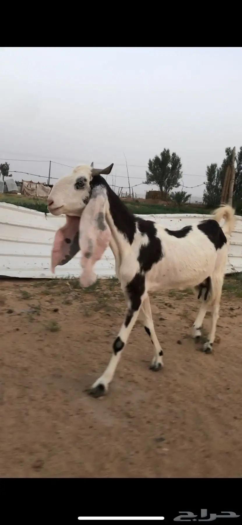 للبيع عنز مشروكه حليب تم البيع الله يبارك للمشتري 1